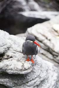 Frontal view of inca tern standing on rock