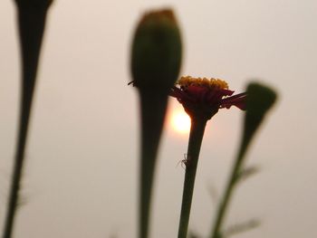 Close-up of plant