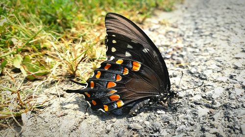 Close-up of butterfly on tree trunk