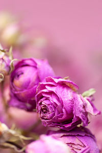 Close-up of wilted pink rose flower