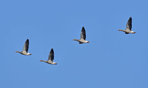 Low angle view of seagulls flying