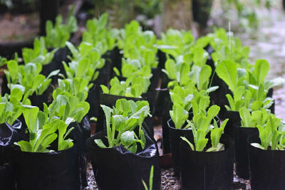 Close-up of fresh green potted plant leaves