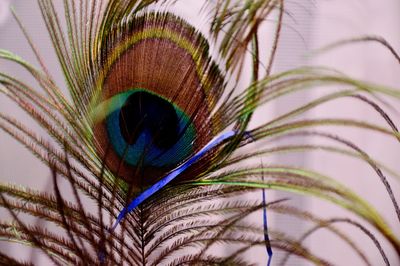 Close-up of peacock