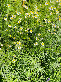 Full frame shot of yellow flowering plants on field