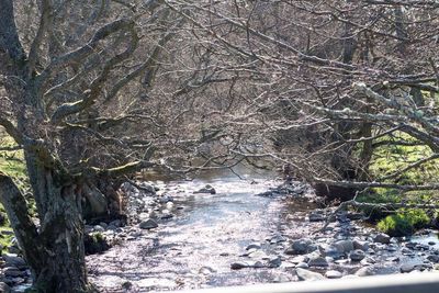 Bare trees in forest