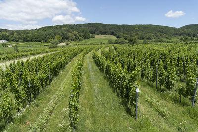 Scenic view of vineyard against sky