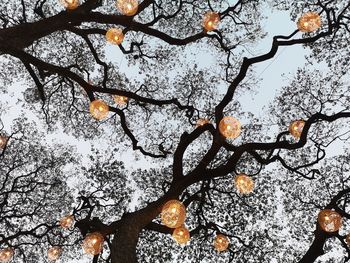 Low angle view of flowering plant against sky during winter