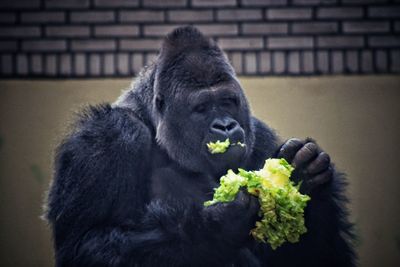Close-up of fresh eating food