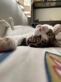 Cat lying on bed at home