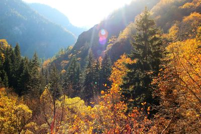 Scenic view of forest during autumn