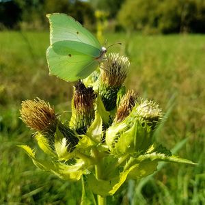 Close-up of butterfly pollinating on flower