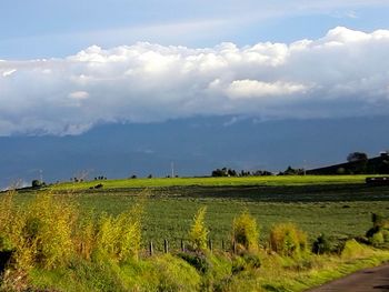 Scenic view of agricultural field against sky