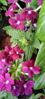 Close-up of pink flowering plants