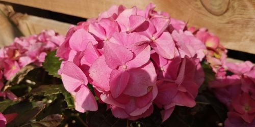 Close-up of pink flowering plant