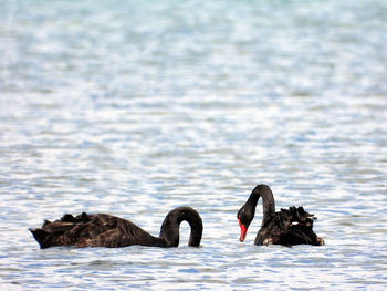 Side view of birds in calm water