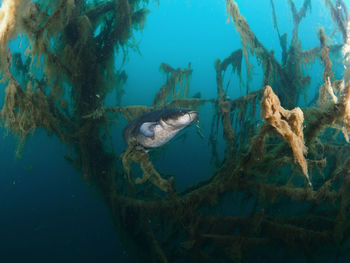 Fish swimming in sea