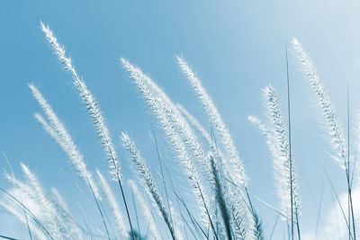 Low angle view of plants against sky