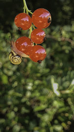 Close-up of red berries growing on tree