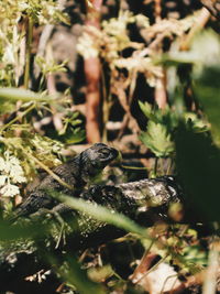 Close-up of a lizard on tree