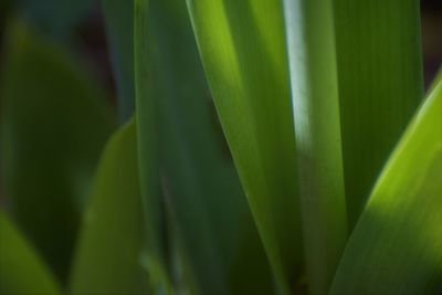 Close-up of green leaf