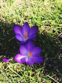 Close-up of purple crocus blooming on field