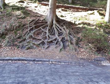 High angle view of tree roots on field