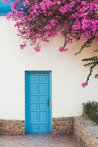 Blue wooden door in white wall. blooming pink bougainvillea flowers. egypt.