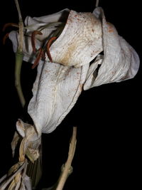 Close-up of flower over black background