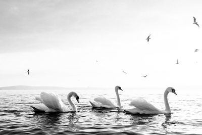 Birds flying over swans swimming on sea against sky