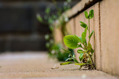 Close-up of fresh green plant