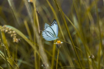 Close-up of butterfly pollinating on flower