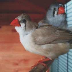 Close-up of bird perching on red outdoors