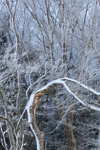 Bare trees against sky