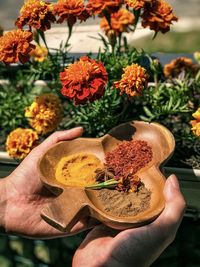 Midsection of person holding decorative, wooden container of spices against marigold plants.