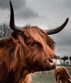 Highland cattle