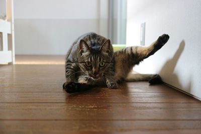 Portrait of cat relaxing on hardwood floor