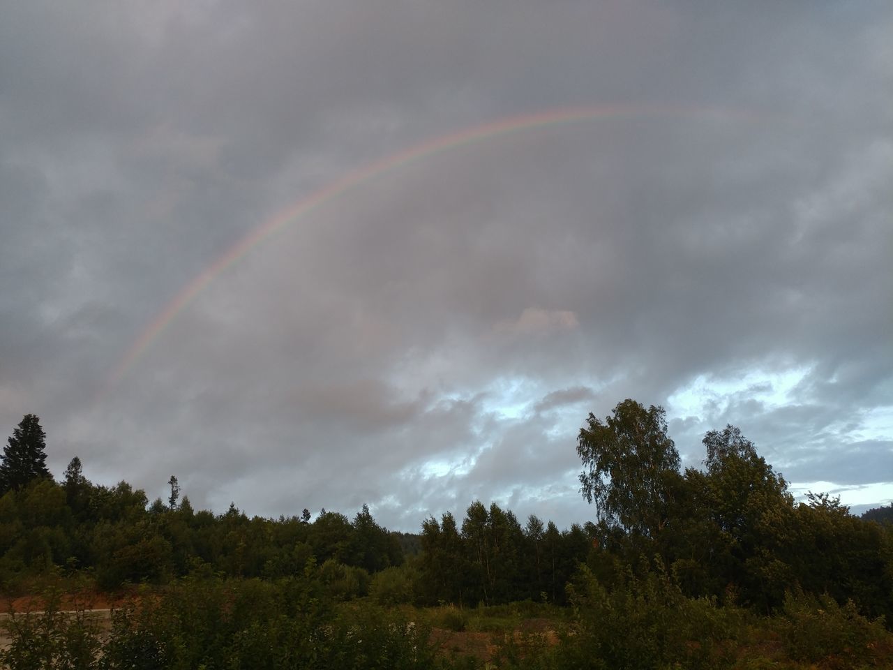 cloud - sky, tree, beauty in nature, rainbow, sky, plant, scenics - nature, tranquility, tranquil scene, no people, nature, non-urban scene, multi colored, low angle view, idyllic, natural phenomenon, growth, day, overcast, outdoors, double rainbow