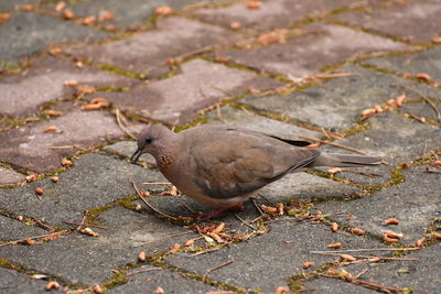 High angle view of bird on street