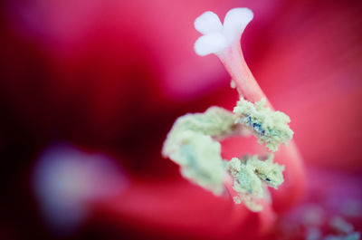 Close-up of red flowering plant