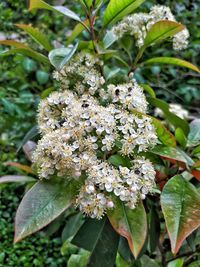 Close-up of flowers