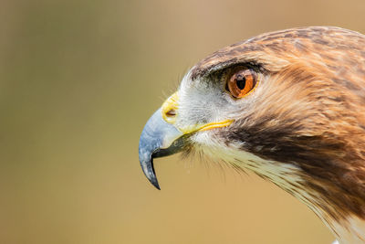 Close-up of hawk