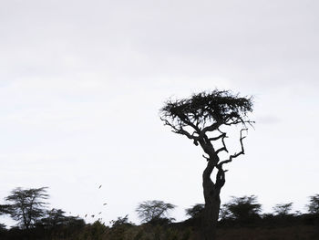 Low angle view of tree against sky