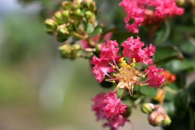 Close-up of pink flowering plant