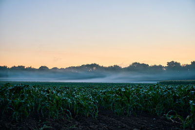 Scenic view of field against clear sky during sunset