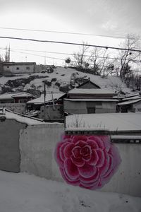 Pink flowers in town against house