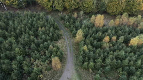 Aerial view of dirt road in forest