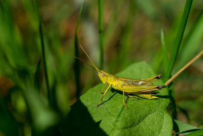 Close-up of insect on leaf