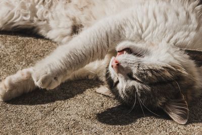 Cat sleeping on a sunny day.