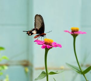 Butterfly pollinating on flower