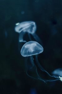 Close-up of jellyfish swimming in sea